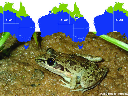Our understanding of the distribution of Australia’s frog species has changed over time, largely due to FrogID submissions.