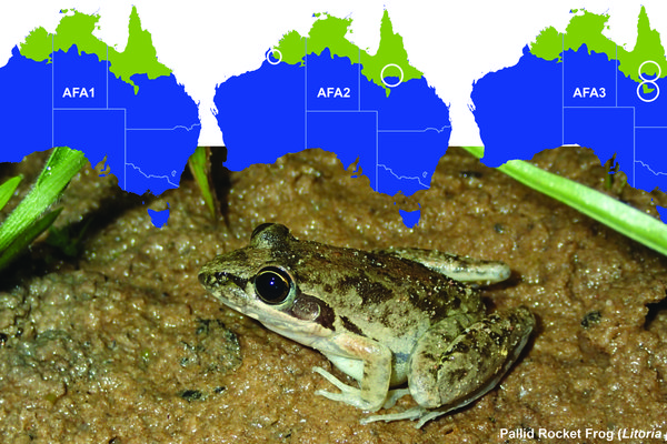 Our understanding of the distribution of Australia’s frog species has changed over time, largely due to FrogID submissions.