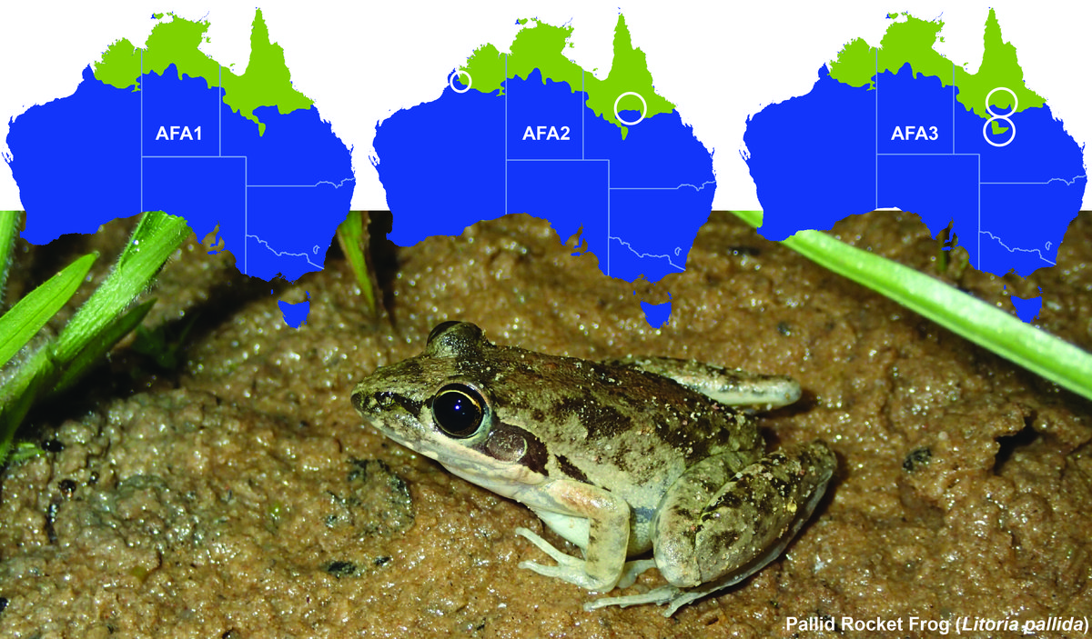Putting Frogs on the map the Australian - AFA3 Litoria Pallida.ae8d4c3.width 1200.45246d8