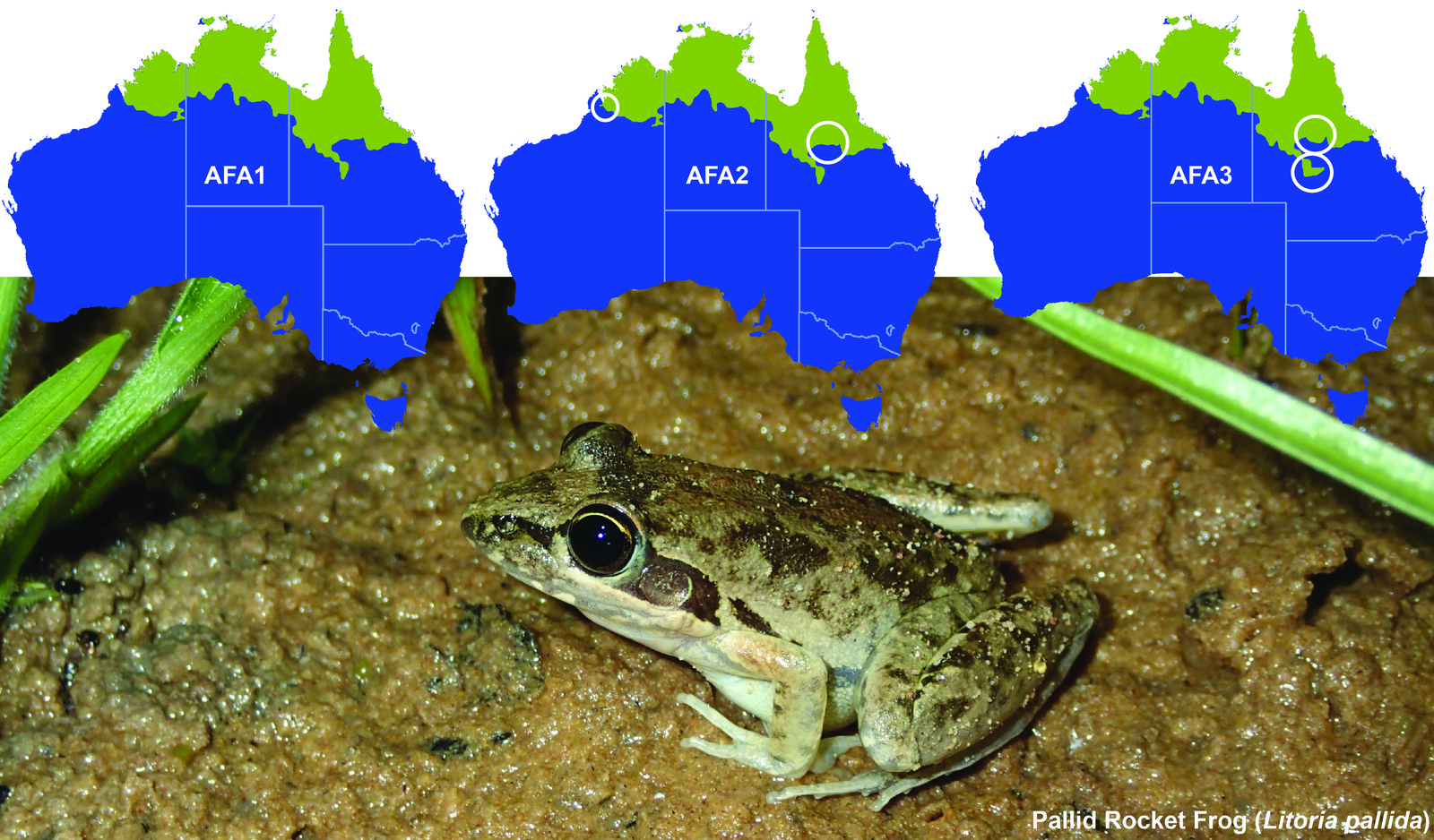 Our understanding of the distribution of Australia’s frog species has changed over time, largely due to FrogID submissions.