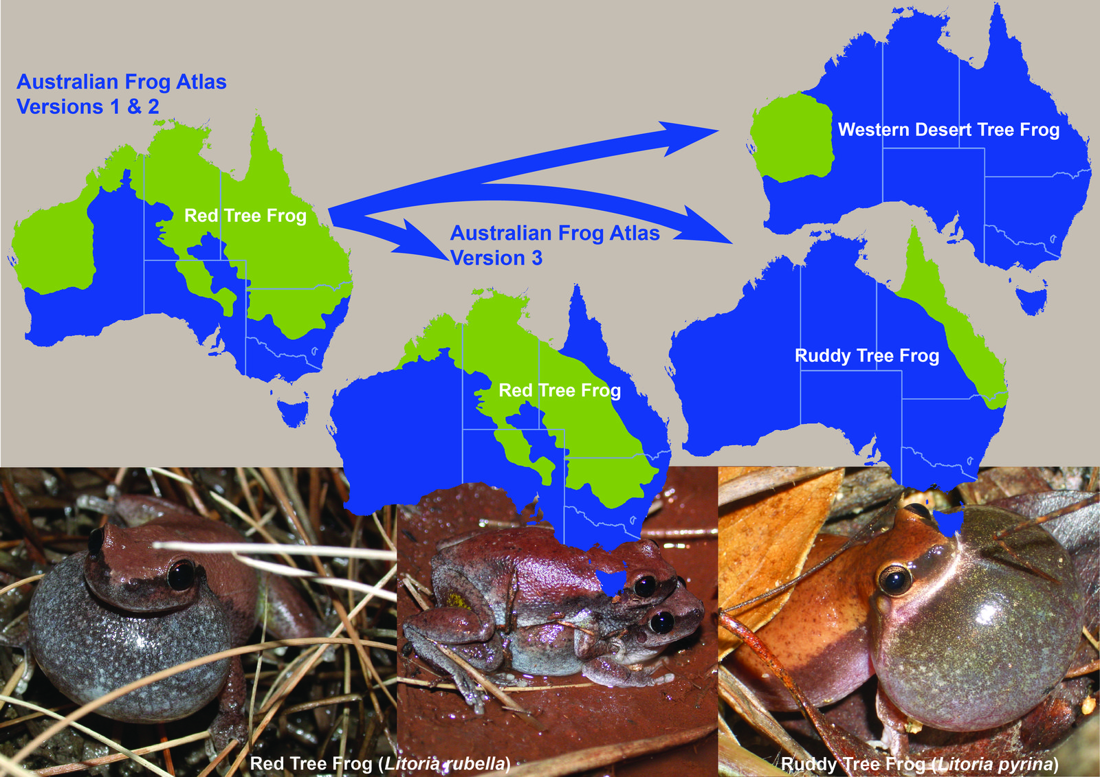 Changes in distribution mapping of Red Tree Frog and Ruddy Tree Frog in previous versions of the Australian Frog Atlas (AFA)