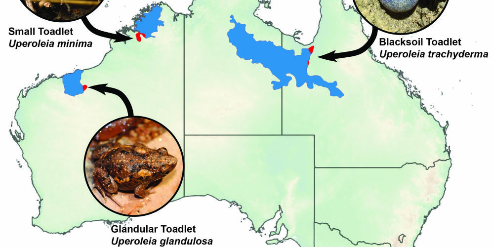 Map of Australia with blue-highlighted regions showing the expanded ranges of three frog species: Small Toadlet (Uperoleia minima), Blacksoil Toadlet (Uperoleia trachyderma), and Glandular Toadlet (Uperoleia glandulosa).