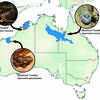 Map of Australia with blue-highlighted regions showing the expanded ranges of three frog species: Small Toadlet (Uperoleia minima), Blacksoil Toadlet (Uperoleia trachyderma), and Glandular Toadlet (Uperoleia glandulosa).