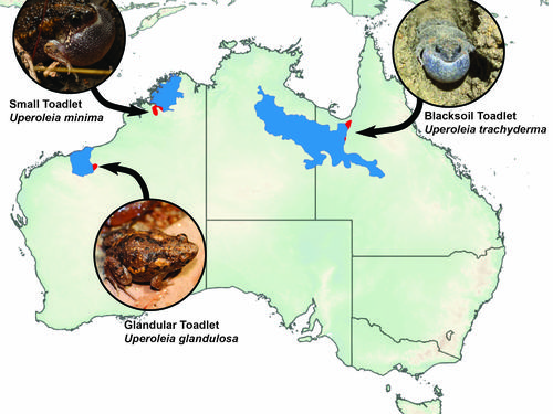Map of Australia with blue-highlighted regions showing the expanded ranges of three frog species: Small Toadlet (Uperoleia minima), Blacksoil Toadlet (Uperoleia trachyderma), and Glandular Toadlet (Uperoleia glandulosa).