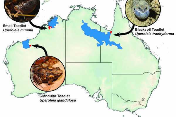 Map of Australia, Version 4 of the Australian Frog Atlas