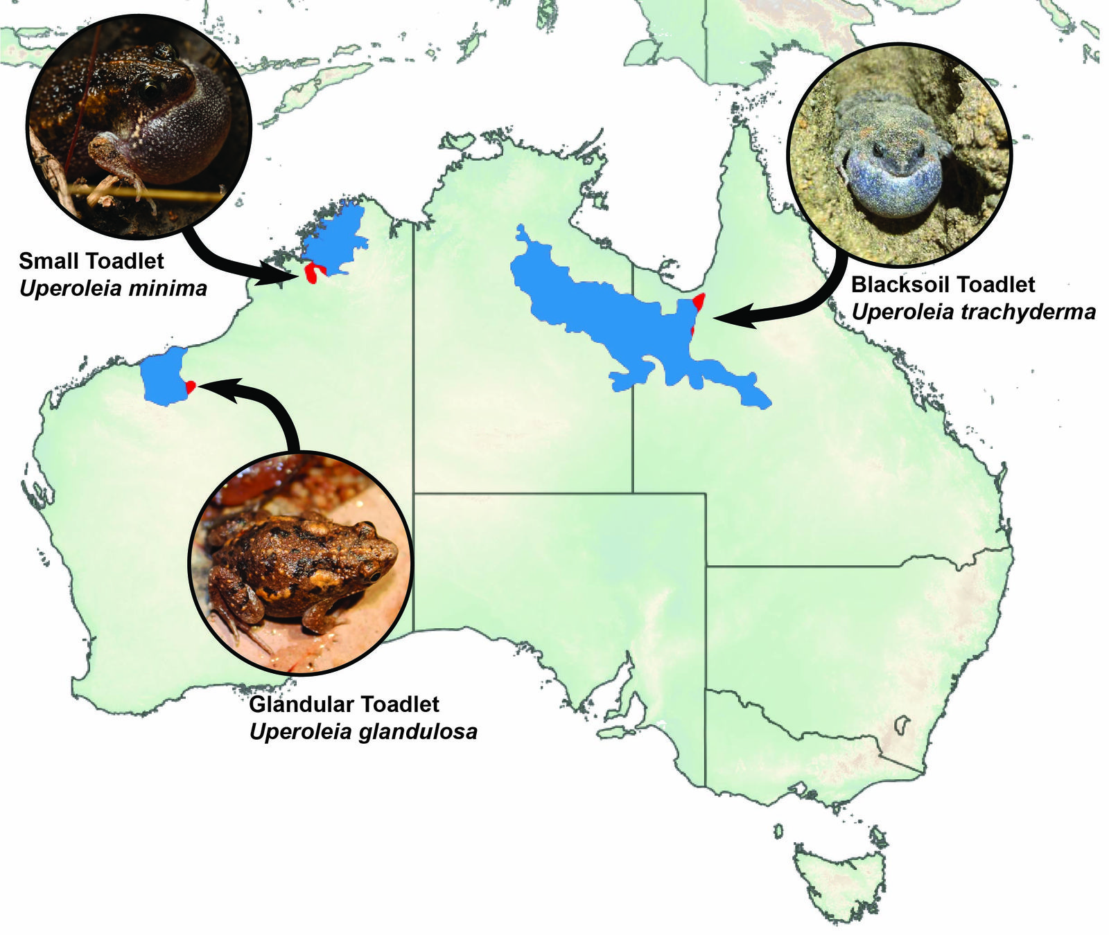 Map of Australia with blue-highlighted regions showing the expanded ranges of three frog species: Small Toadlet (Uperoleia minima), Blacksoil Toadlet (Uperoleia trachyderma), and Glandular Toadlet (Uperoleia glandulosa).