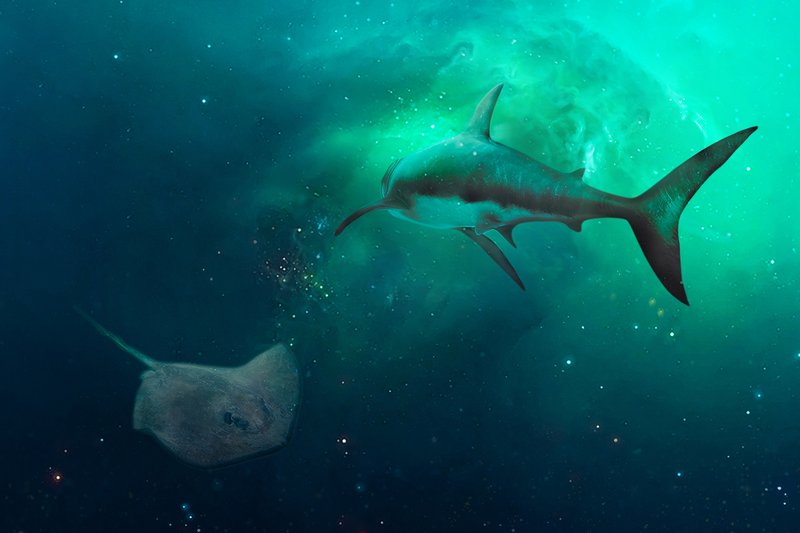 Sharks: Primary unit - The Australian Museum