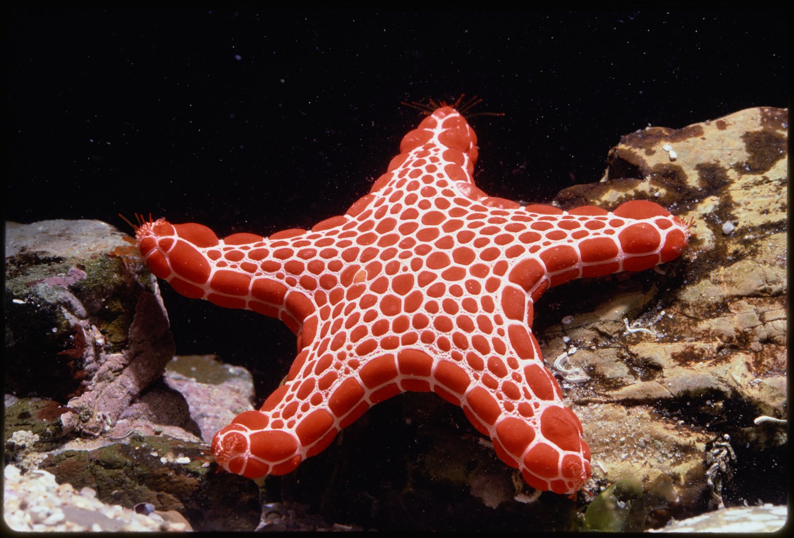 Colour photograph of a red star fish, against a dark background.
