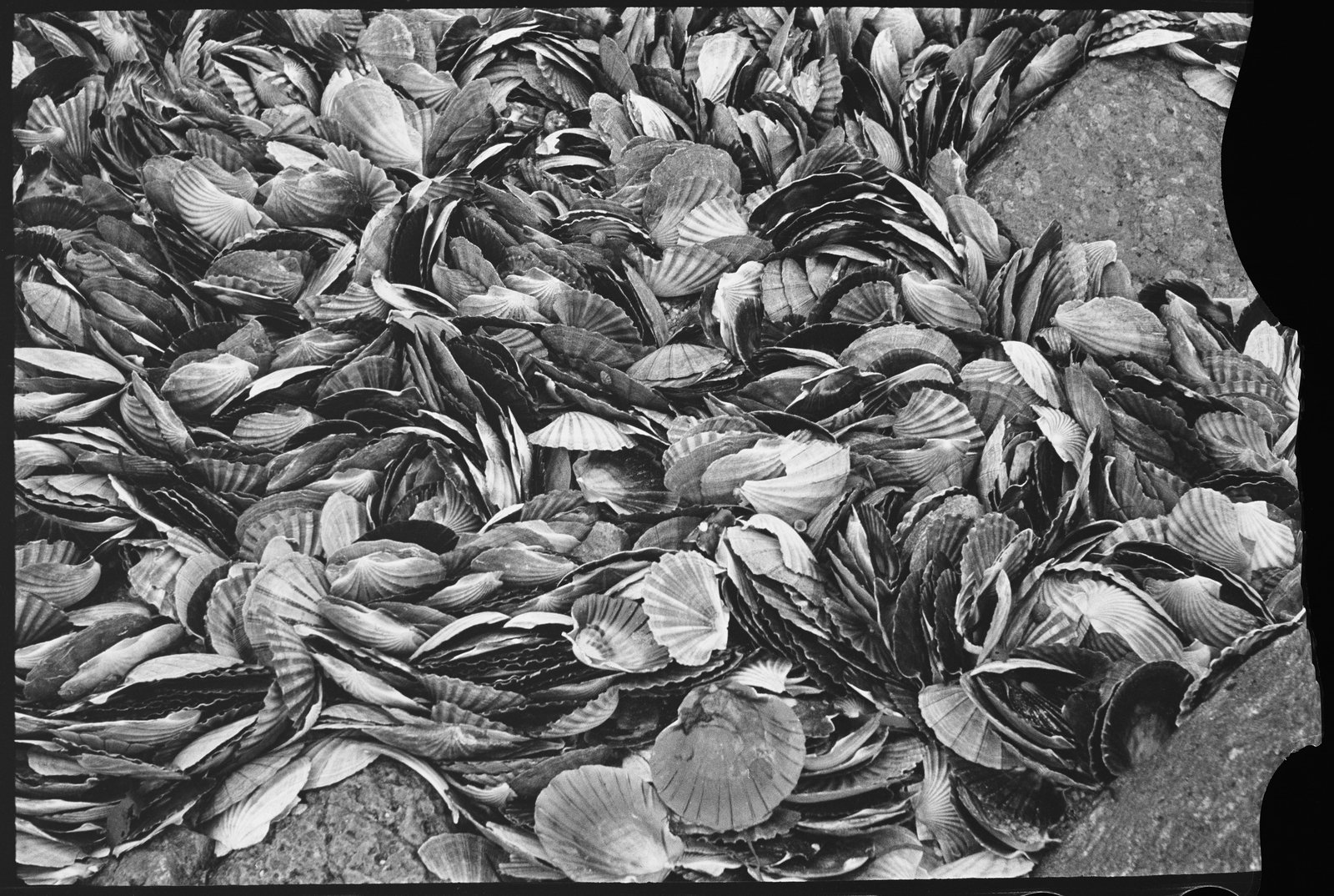 Black and white photograph of thousands of molluscs amongst rocks.