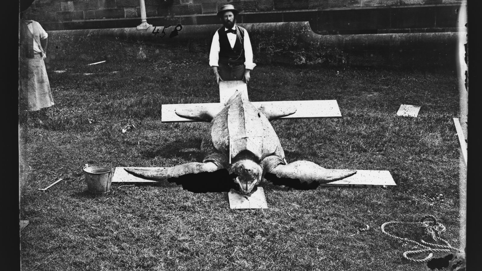 AMS351/V00458 Gerard Krefft holding up a freshly caught Leatherback Turtle, Dermchelys coriacea, in the museum's grassy grounds. From a glass plate negative. Date: unknown. Photographer: Henry Barnes Sr.