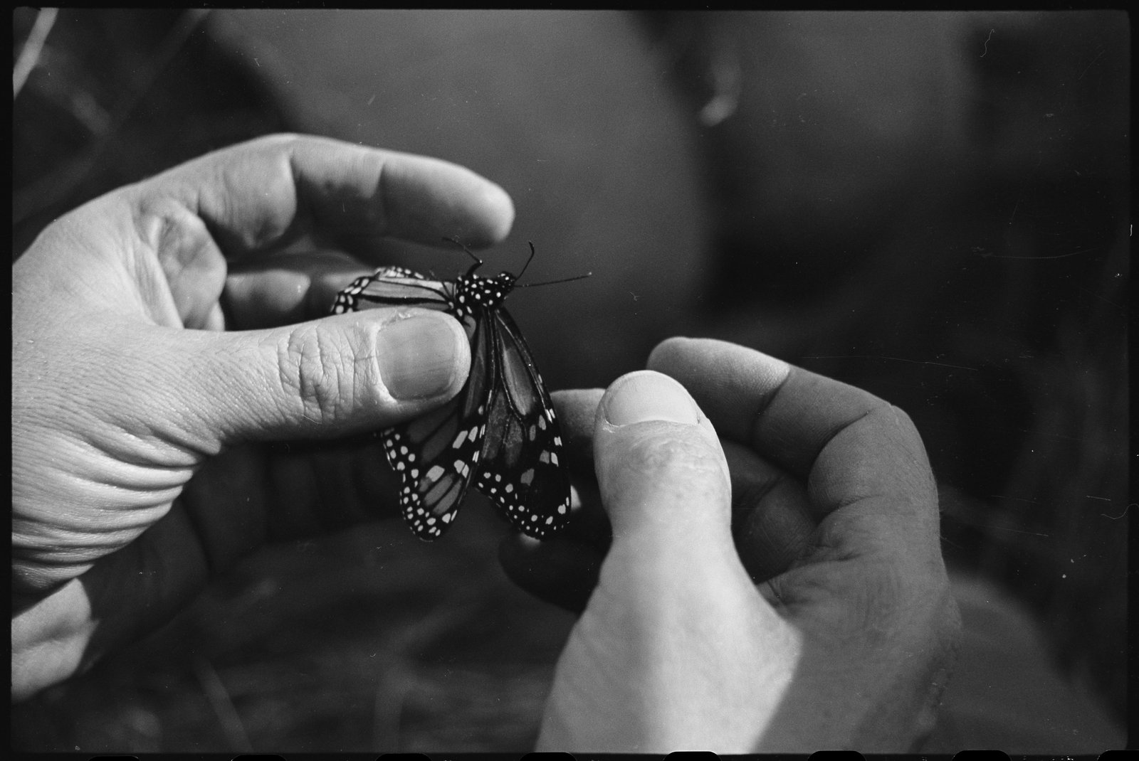 Black and white photograph of two hands gently holding a butterfly.