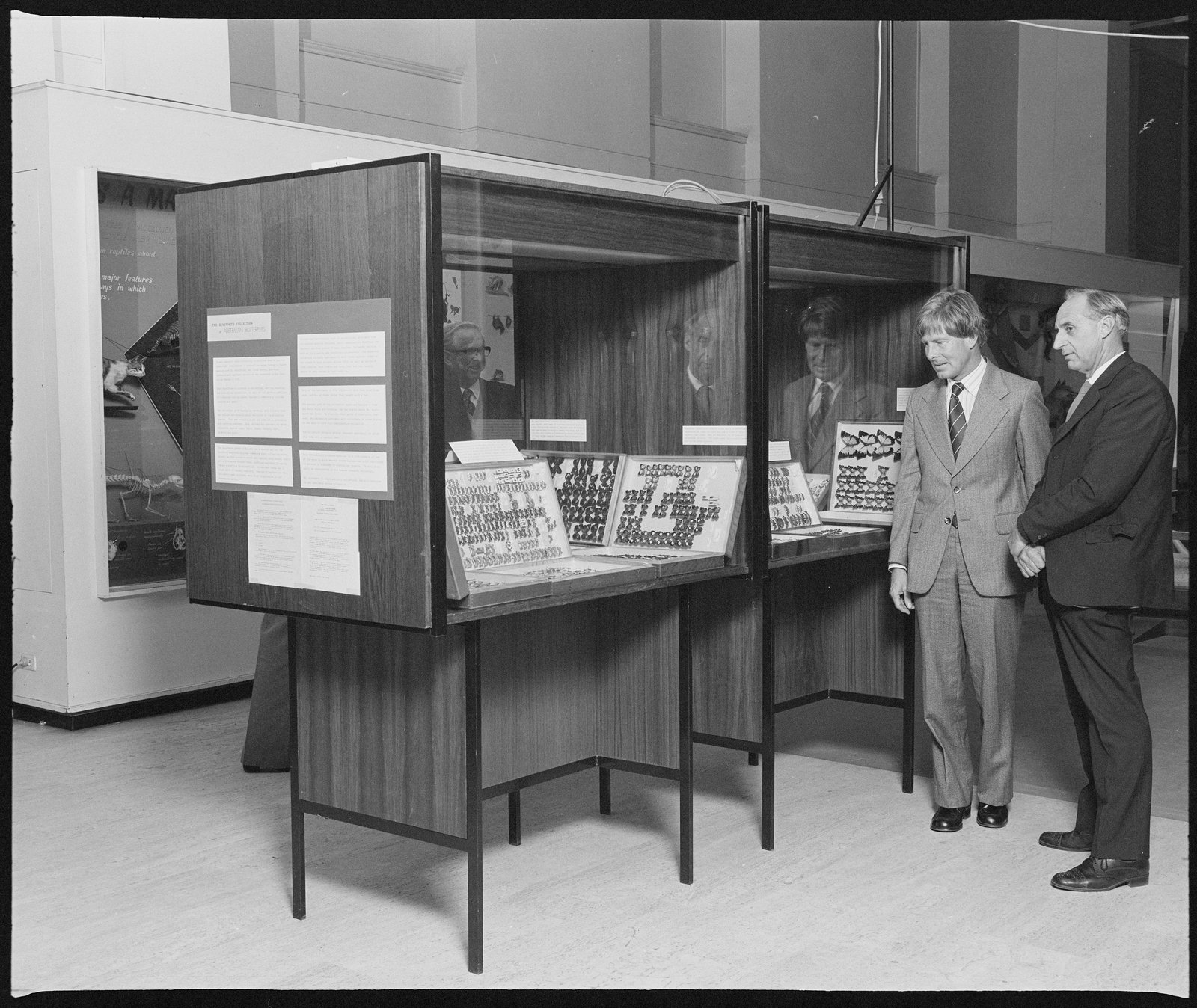 Black and white photograph of two men staring at display cabinets, with butterfly specimens.