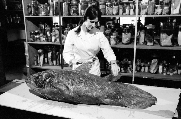 AMS391_M00249_00-7 Coelocanth, Museum assistant: Sondra Beresford