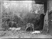 AMS392/V08225 - Marsupial Wolf, Thylacinus Cynocephalus, 1914-1918