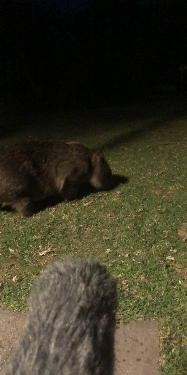 Nocturnal Worlds field work