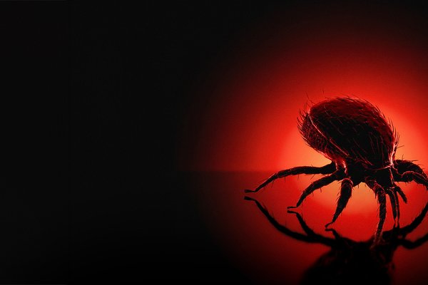 Bloodsuckers web hero banner - tick