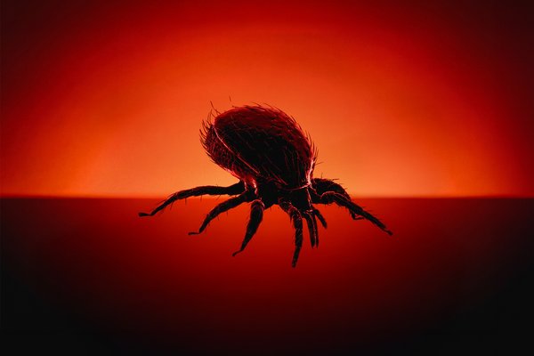 Bloodsuckers web hero thumbnail - tick