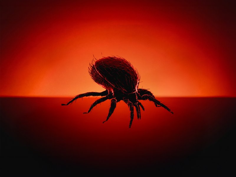 Bloodsuckers web hero thumbnail - tick