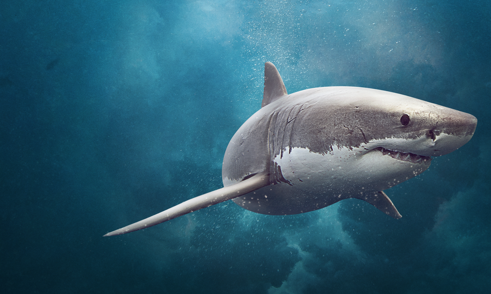 Sharks: Primary unit - The Australian Museum