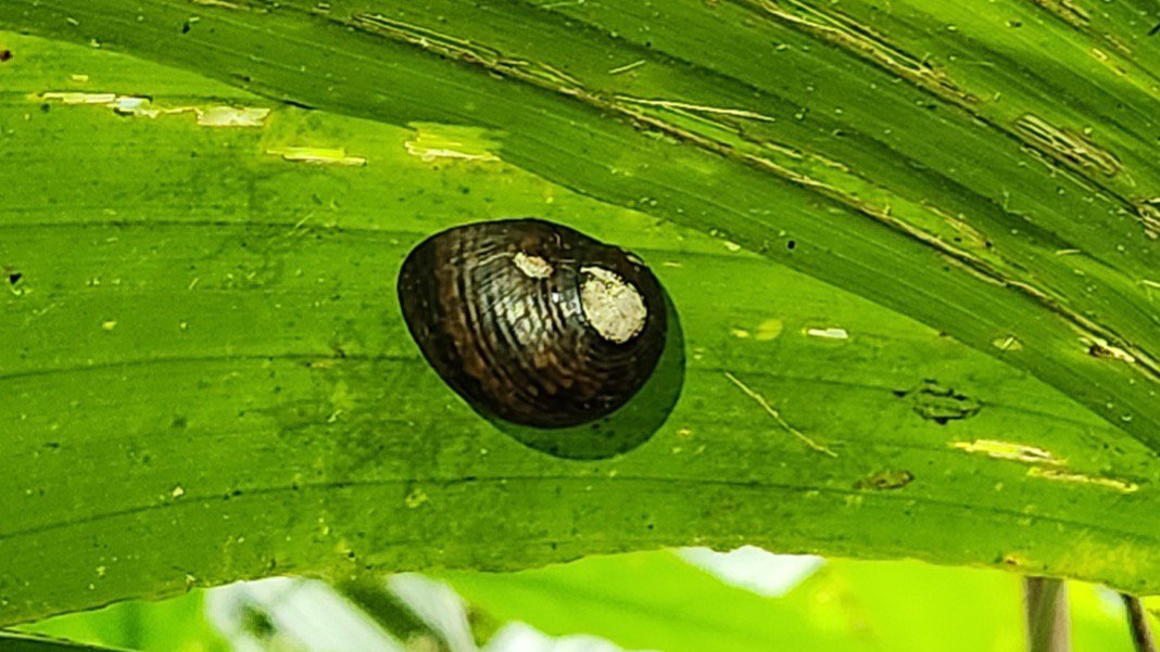 A species of Neritodryas, a freshwater snail. in the moist climate of Tetepare, these freshwater snails leave the water and crawl up onto trees and palms many tens of meters away from the next freshwater body copy
