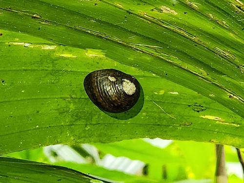 A species of Neritodryas, a freshwater snail. in the moist climate of Tetepare, these freshwater snails leave the water and crawl up onto trees and palms many tens of meters away from the next freshwater body copy