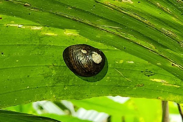 A species of Neritodryas, a freshwater snail. in the moist climate of Tetepare, these freshwater snails leave the water and crawl up onto trees and palms many tens of meters away from the next freshwater body copy