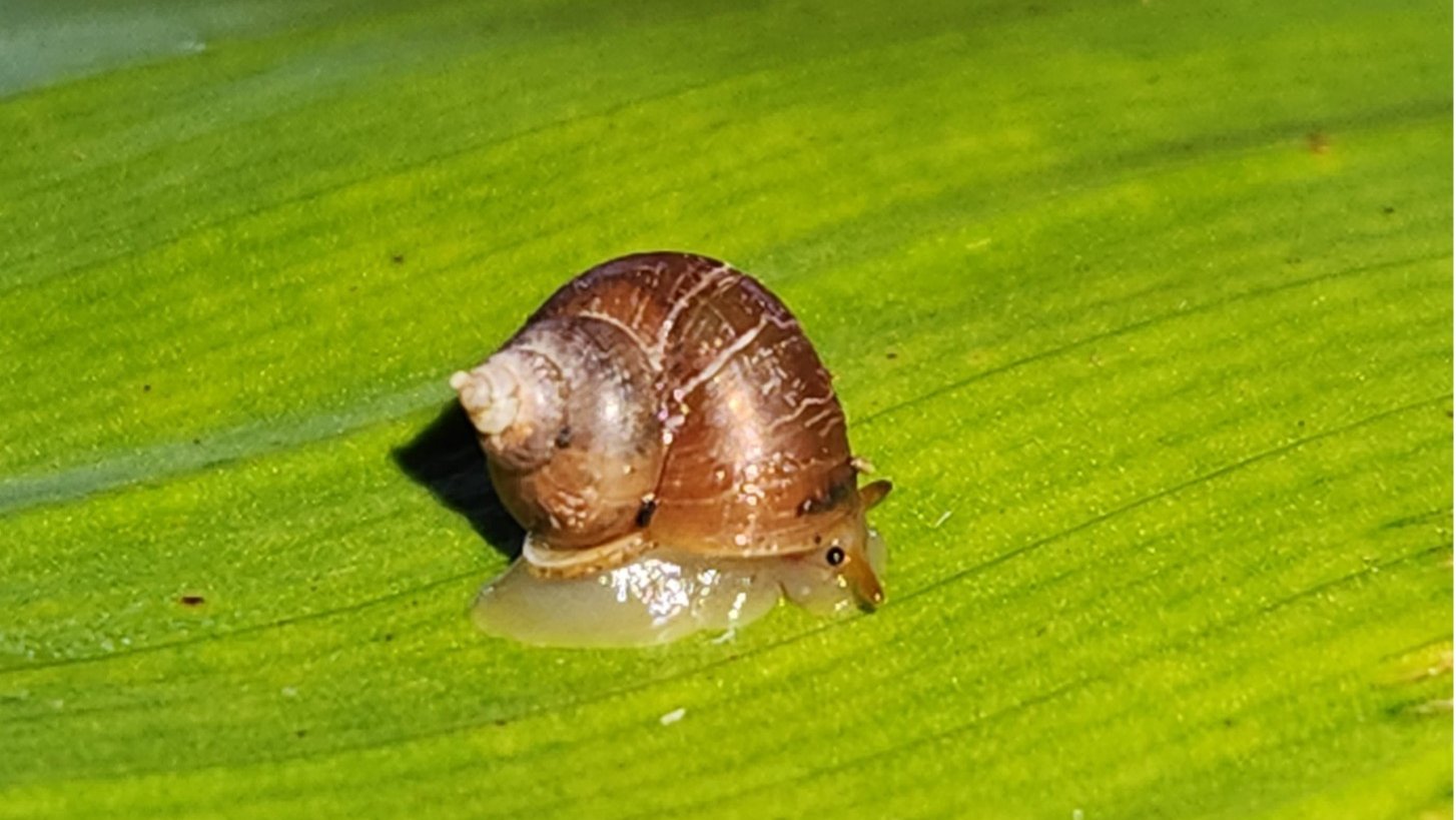 A tiny cyclophorid snail on a leaf. Cyclophoroidea represent a group of snails that has colonized land independent from the true land snails, the Eupulmonata