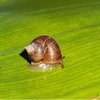 A tiny cyclophorid snail on a leaf. Cyclophoroidea represent a group of snails that has colonized land independent from the true land snails, the Eupulmonata