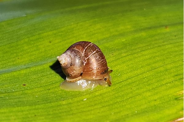 A tiny cyclophorid snail on a leaf. Cyclophoroidea represent a group of snails that has colonized land independent from the true land snails, the Eupulmonata