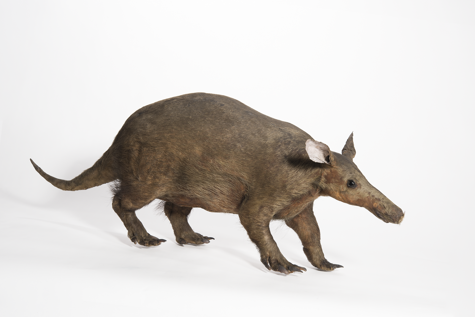 Taxidermied aardvark in a walking pose, showing its elongated snout, arched back, and clawed feet.