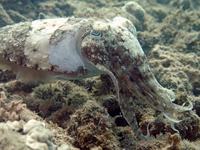 Smith's Cuttlefish, Acanthosepion smithi