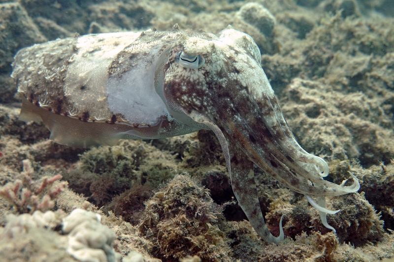 Smith's Cuttlefish, Acanthosepion smithi