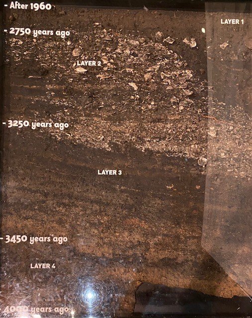 Archaeological peel, Balmoral Beach, Sydney