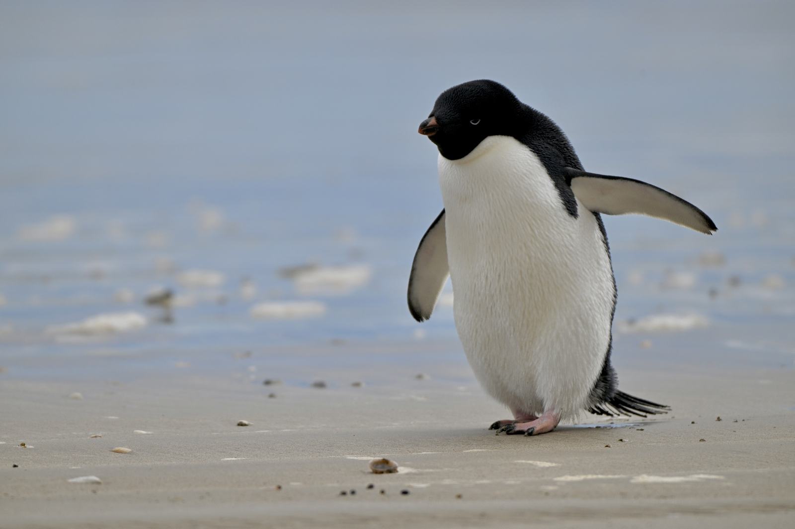 A black and white Adelie penguin standing on a sandy shore, with icy water in the background.