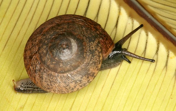 Advena campbellii, until recently feared to be extinct.