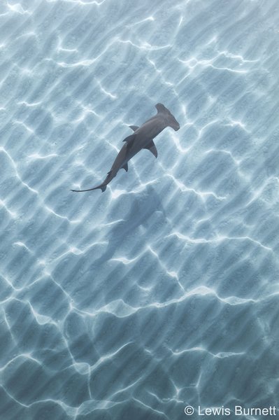 2023 AGNPY Portfolio runner up: Great Hammerhead Shark by Lewis Burnett