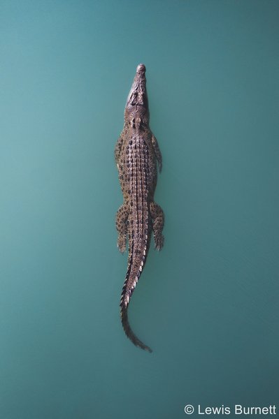 2023 AGNPY Portfolio winner: Estuarine Crocodile by Lewis Burnett