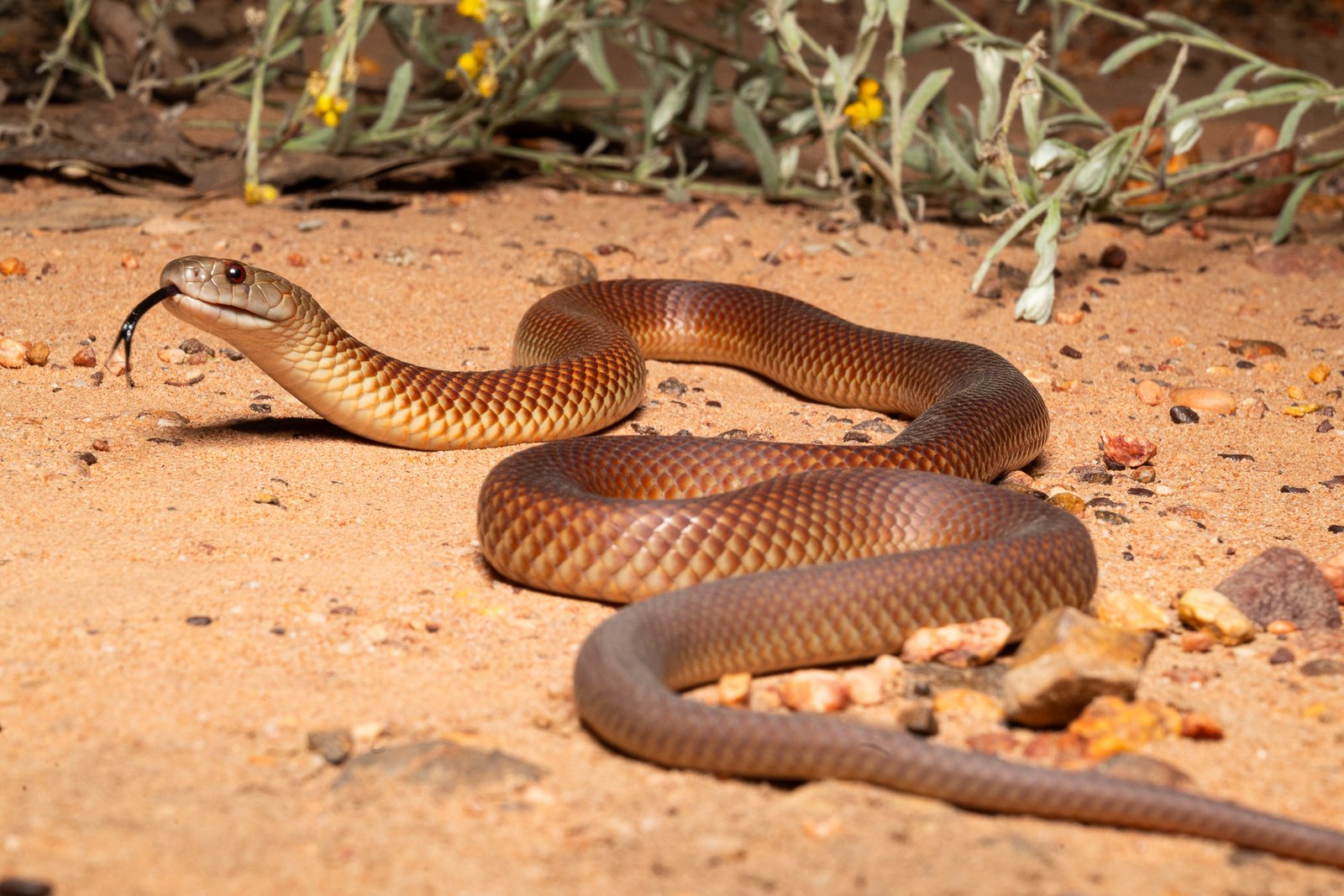 Mulga Snake, Pseudechis australis