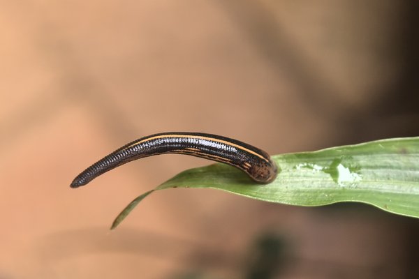 Australian Land Leech (Chtonobdella bilineata)