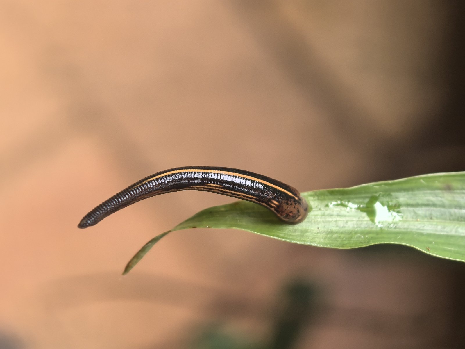 A dark brown land leech with an orange dorsal stripe arches upward from the tip of a green leaf.