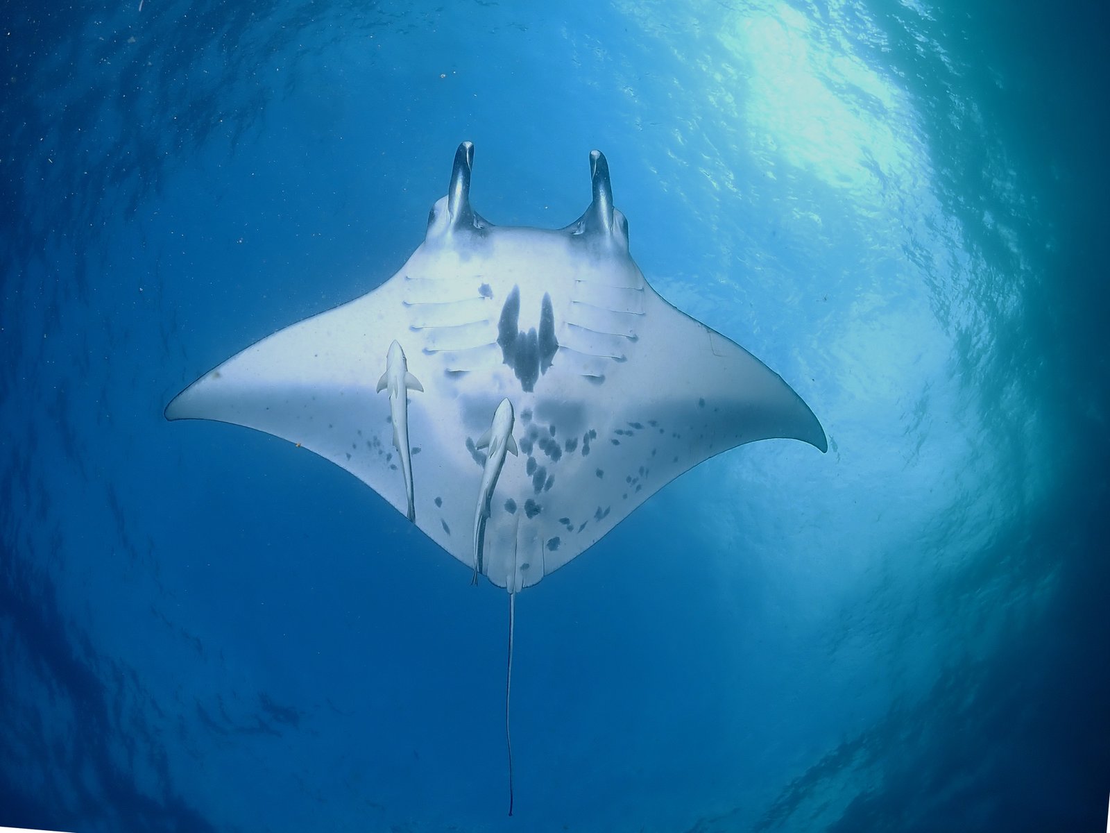 Manta Ray, Mobula alfredi