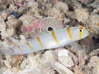 Sailfin Shrimpgoby, Amblyeleotris randalli