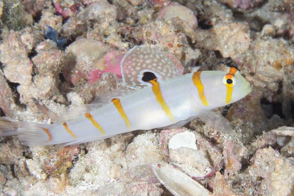 Sailfin Shrimpgoby, Amblyeleotris randalli
