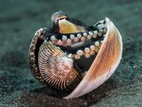 Veined Octopus, Amphioctopus marginatus