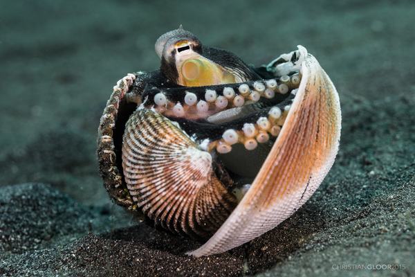Veined Octopus, Amphioctopus marginatus