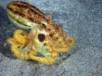 Poison Ocellate Octopus, Amphioctopus mototi