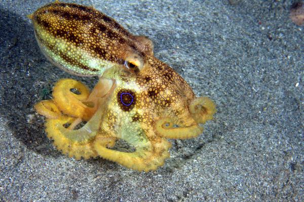 Poison Ocellate Octopus, Amphioctopus mototi
