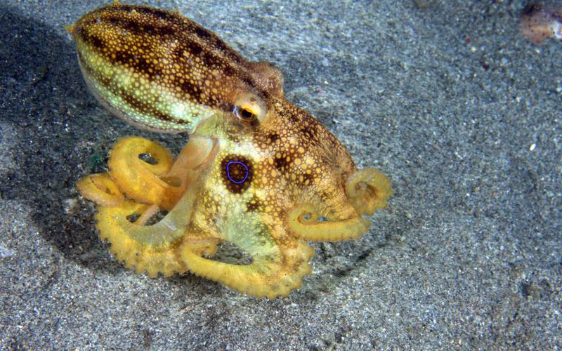 Poison Ocellate Octopus, Amphioctopus mototi