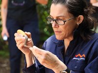 Dr Amy Mosig Way, part of the Australian Museum's first broad scale multi-pronged expedition of Norfolk Island