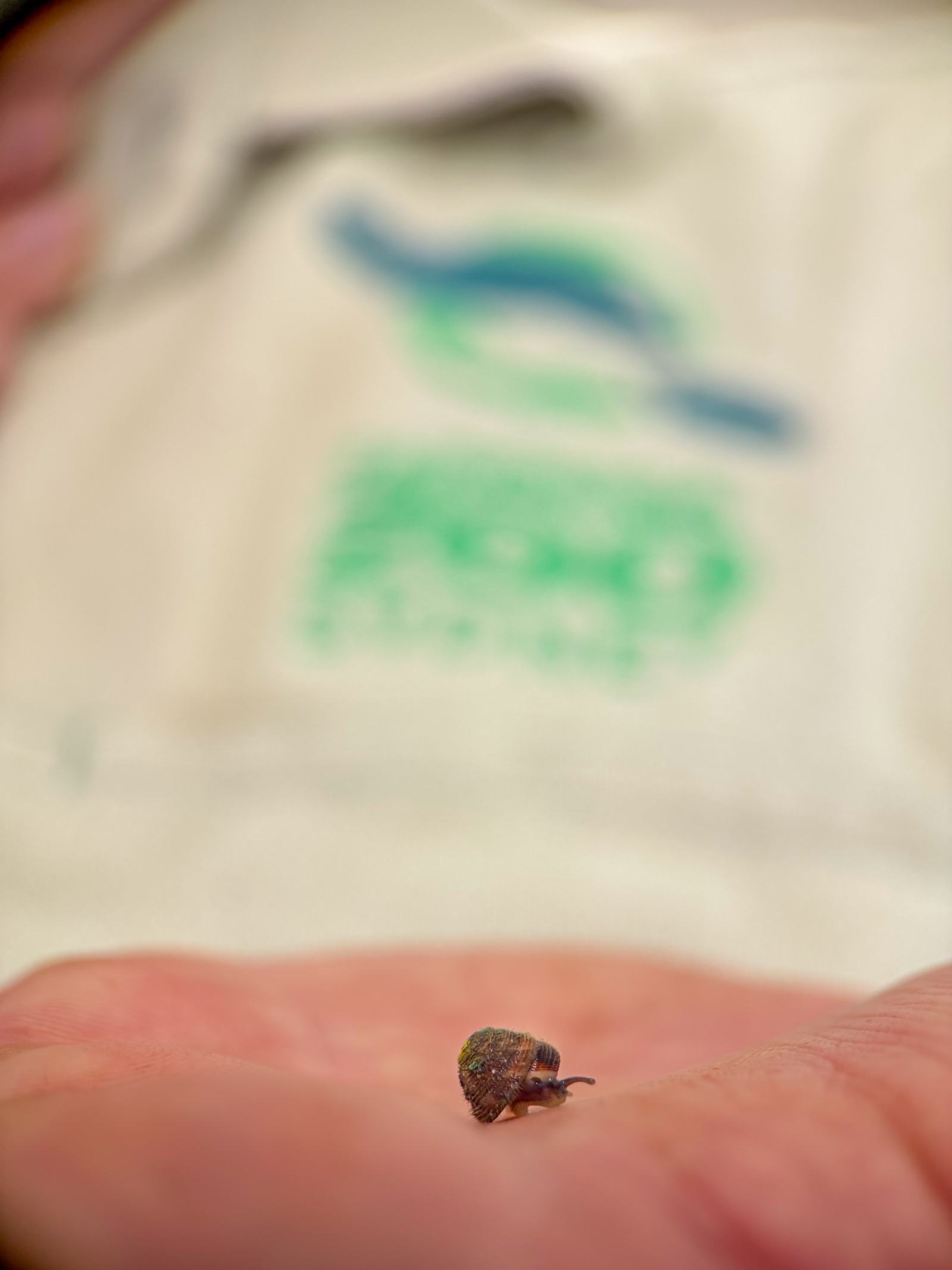 An adult Norfolk Island Hairy Snail  resting on the palm of a hand.